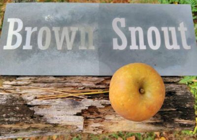 Brown Snout Apples in Central Vermont