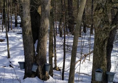 Cobble Knoll Maple Sugaring