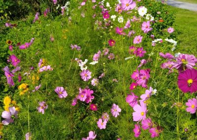 Field of Flowers