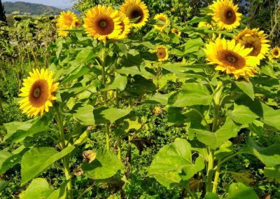 Sunflowers for Sale