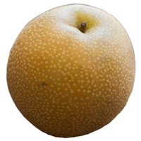 Hosui Pear