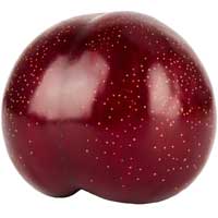 Pluot Plum