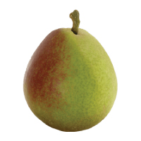 Sekel Pear