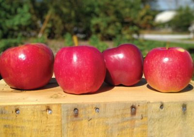 Honeycrisp, Gala, Ruby Mac and Autumn Crisp Apples