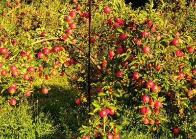 Apples at Cobble Knoll Orchard in Benson, VT