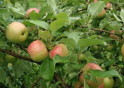 Cobble Knoll Orchard Apples with Raindrops