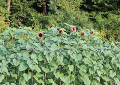 Pick Your Own Sunflowers in Vermont