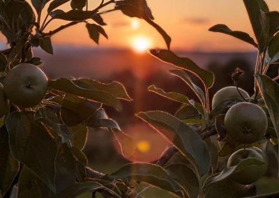 Sunset over early July Apples at Cobble Knoll Orchard