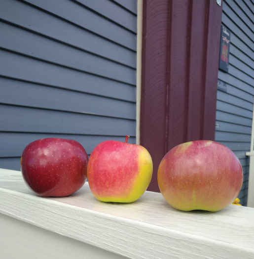 Fresh Picked Cobble Knoll  Apples