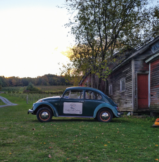 Cobble Knoll VW Bug